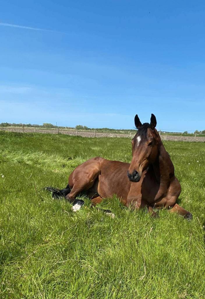 Springpaard gezocht, Animaux & Accessoires, Chevaux