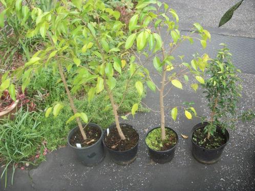 Ficus kamerplant, Maison & Meubles, Plantes d'intérieur, Ficus, Moins de 100 cm, Enlèvement