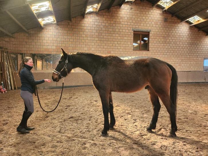 4 jaar oud niet betaald super leuk, Dieren en Toebehoren, Paarden, Ruin, Onbeleerd, Met stamboom, Gechipt, Ontwormd