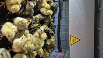cailles   beschikbaar voor biedingen