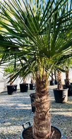 Palmbomen ( Trachycarpus fortunei), Tuin en Terras, Planten | Bomen, Ophalen of Verzenden