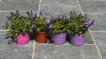 couvre-sol vivace à fleurs violettes campanule