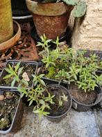 Bonenkruid, Satureja, sarriette, prijs per plant., Tuin en Terras, Kruiden, Zomer, Vaste plant, Ophalen
