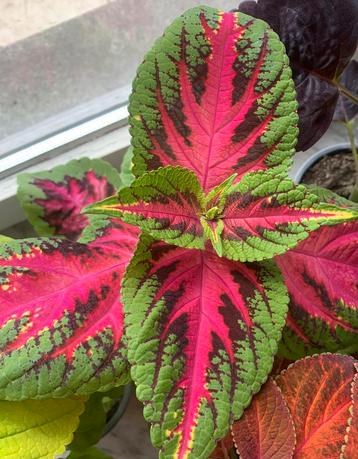 Planten-coleus-siernetels beschikbaar voor biedingen