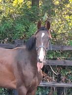 Bwp jaarling Demonic z (Dominator), Dieren en Toebehoren, Paarden, Ruin, Z