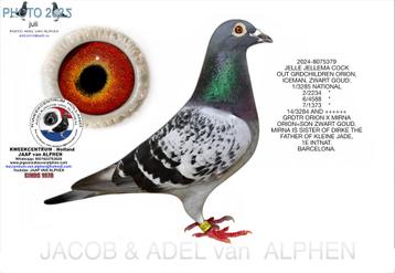Pigeon de course Jelle Jellema n° 379 M, Pigeon voyageur