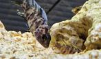 Aulonocara Yellow Berry malawi cichliden hobbykweek, Dieren en Toebehoren, Vissen | Aquariumvissen, Vis, Zoetwatervis