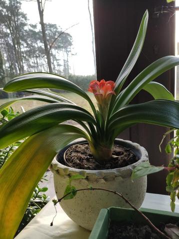 Clivia kamerplant beschikbaar voor biedingen