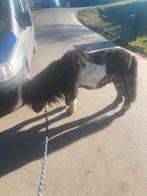 Pony’s, Dieren en Toebehoren, Merrie