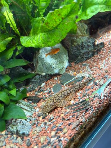 Koppel wabenmuncher+ 2 tal baby’s beschikbaar voor biedingen