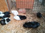 Cavia's, Dieren en Toebehoren, Ophalen