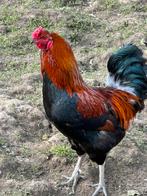 Coq Ameraucana pure souche