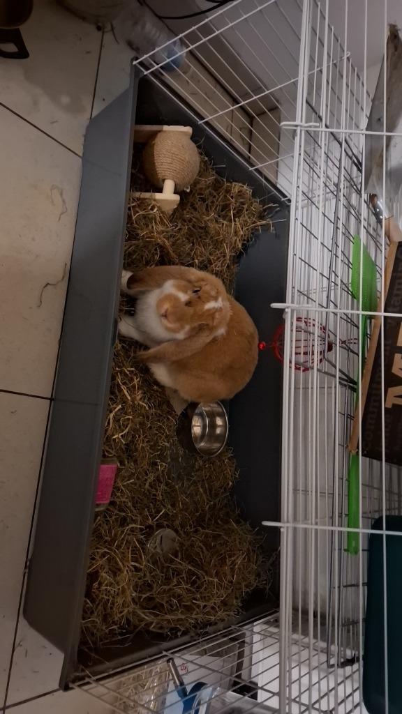 Konijn te koop weg wegens allergie, Dieren en Toebehoren, Konijnen, Middelgroot, Vrouwelijk, 0 tot 2 jaar, Hangoor