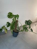 Plant Monstera deliciosa, Huis en Inrichting, Ophalen