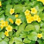 Waldsteinia ternata - Goudaardbei, Tuin en Terras, Ophalen, Bodembedekkers, Vaste plant, Halfschaduw