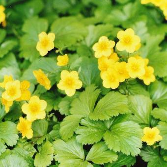Waldsteinia ternata - Goudaardbei, Tuin en Terras, Planten | Tuinplanten, Vaste plant, Bodembedekkers, Halfschaduw, Lente, Ophalen
