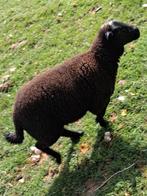Jonge ooi ook nog bokken, Dieren en Toebehoren, Schapen, Geiten en Varkens, Meerdere dieren, Schaap, 0 tot 2 jaar