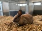 Dwergkonijntjes, Dieren en Toebehoren, Konijnen, Meerdere dieren, Dwerg, 0 tot 2 jaar