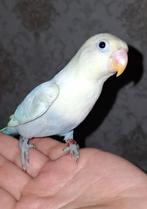 Lovebird Fisher 3 maanden, Dieren en Toebehoren, Vogels | Hokken en Kooien, Verzenden