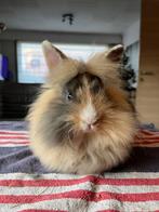 Leeuwenkopje, Dieren en Toebehoren, Konijnen