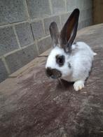 Jonge lotharinger voedsters, Dieren en Toebehoren, Konijnen, Vrouwelijk, Groot, 0 tot 2 jaar