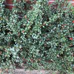 Haag, Tuin en Terras, Planten | Struiken en Hagen, Ophalen, Overige soorten, Haag, Minder dan 100 cm