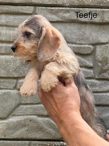 Ruwharige dwergteckel pups beschikbaar voor biedingen