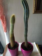 2 zuil cactussen samen te koop, Enlèvement