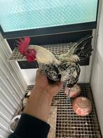 Moderne engelse vechter haantjes, Dieren en Toebehoren, Mannelijk, Kip