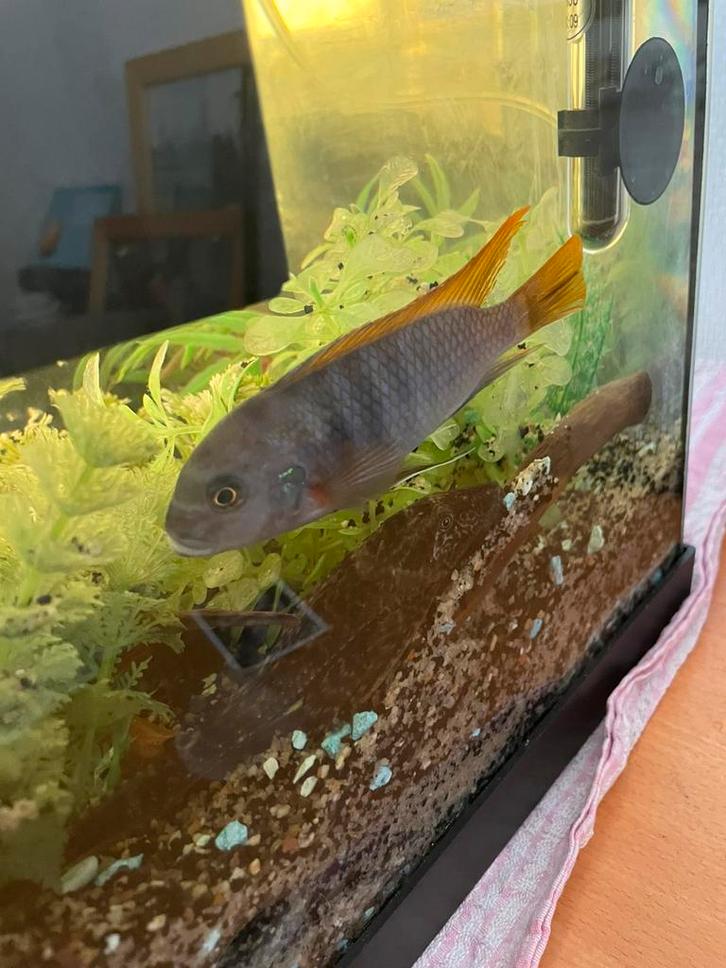 Visje te koop, Dieren en Toebehoren, Vissen | Aquariumvissen, Zoutwatervis, Vis, Schoolvis