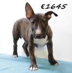 Bull Terrier miniatuur pups te koop, Dieren en Toebehoren, Honden | Jack Russells en Terriërs, Bull Terriër, België, 15 weken tot 1 jaar