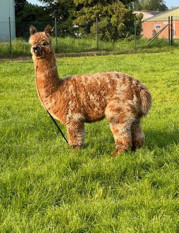 Alpaca appaloosa ter dekking aangeboden!  beschikbaar voor biedingen