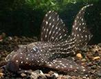 l097 pleco cactus 12 cm, Dieren en Toebehoren, Vissen | Aquariumvissen, Vis, Zoetwatervis