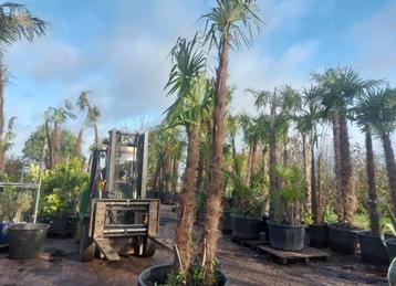 Winterharde palmbomen 3 à 4 m hoog!! Prijzen vanaf 229,99EUR