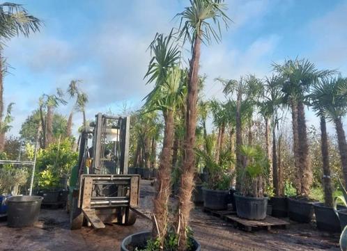 Winterharde palmbomen 3 à 4 m hoog = 249,99 EUR !!, Tuin en Terras, Planten | Bomen, Ophalen