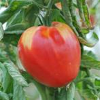 5 graines de tomates russes Anna, Envoi, Printemps, Plein soleil, Graine