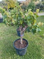 Druivelaars!, Tuin en Terras, Ophalen