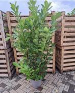 20 Plants lauriers cerises, Ophalen, Lente, Vaste plant, Halfschaduw
