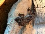 Geckos leopard, Met terrarium, 0 tot 2 jaar, Hagedis