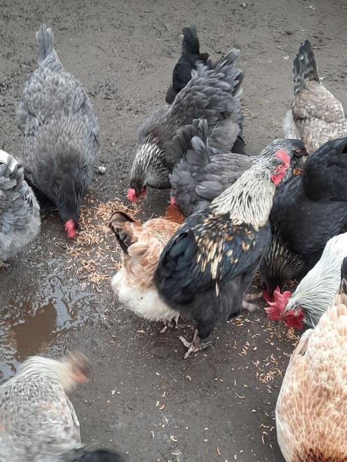 Broedeieren kleurleggers, Dieren en Toebehoren, Pluimvee, Kip, Geslacht onbekend