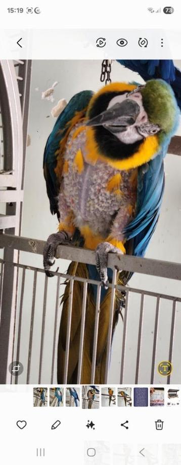 🖤🖤🧡🧡🖤🖤  BLAUWGELE ARA IS EEN POP 8 JAAR OUD  beschikbaar voor biedingen