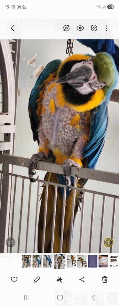 🖤🖤🧡🧡🖤🖤  BLAUWGELE ARA IS EEN POP 8 JAAR OUD, Dieren en Toebehoren, Vogels | Parkieten en Papegaaien, Papegaai, Vrouwelijk