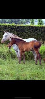 Quarter hengsten veulen, Dieren en Toebehoren, Pony's