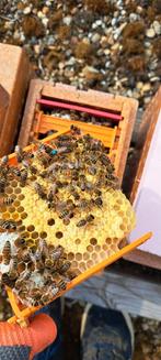 Carnica koningin (f1 of p) met of zonder volkje, Dieren en Toebehoren