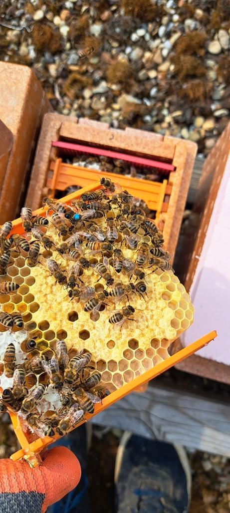 Carnica koningin (f1 of p) met of zonder volkje, Dieren en Toebehoren, Insecten en Spinnen