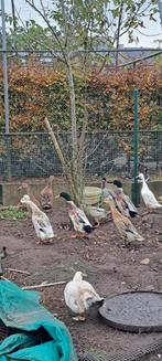 Loopeenden gekuifd, Dieren en Toebehoren, Meerdere dieren, Eend