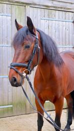 6 jarige Spaanse merrie, Dieren en Toebehoren, Paarden, Minder dan 160 cm, 3 tot 6 jaar, Recreatiepaard, Merrie