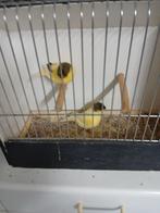 Glosters, Dieren en Toebehoren, Postuurkanarie