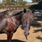 Knappe klinisch goedgekeurde ruin van 1,52 en 5 jaar, Dieren en Toebehoren, Paarden, Ruin