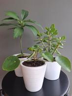 Drie planten met moderne pot., Ophalen
